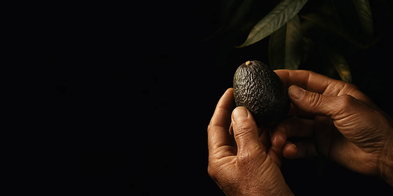 Manos seleccionando cuidadosamente un aguacate