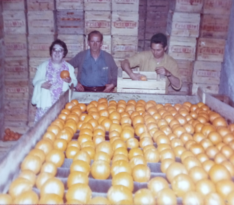 Trabajo familiar de selección y encajado de naranjas en el almacén de Oliva.