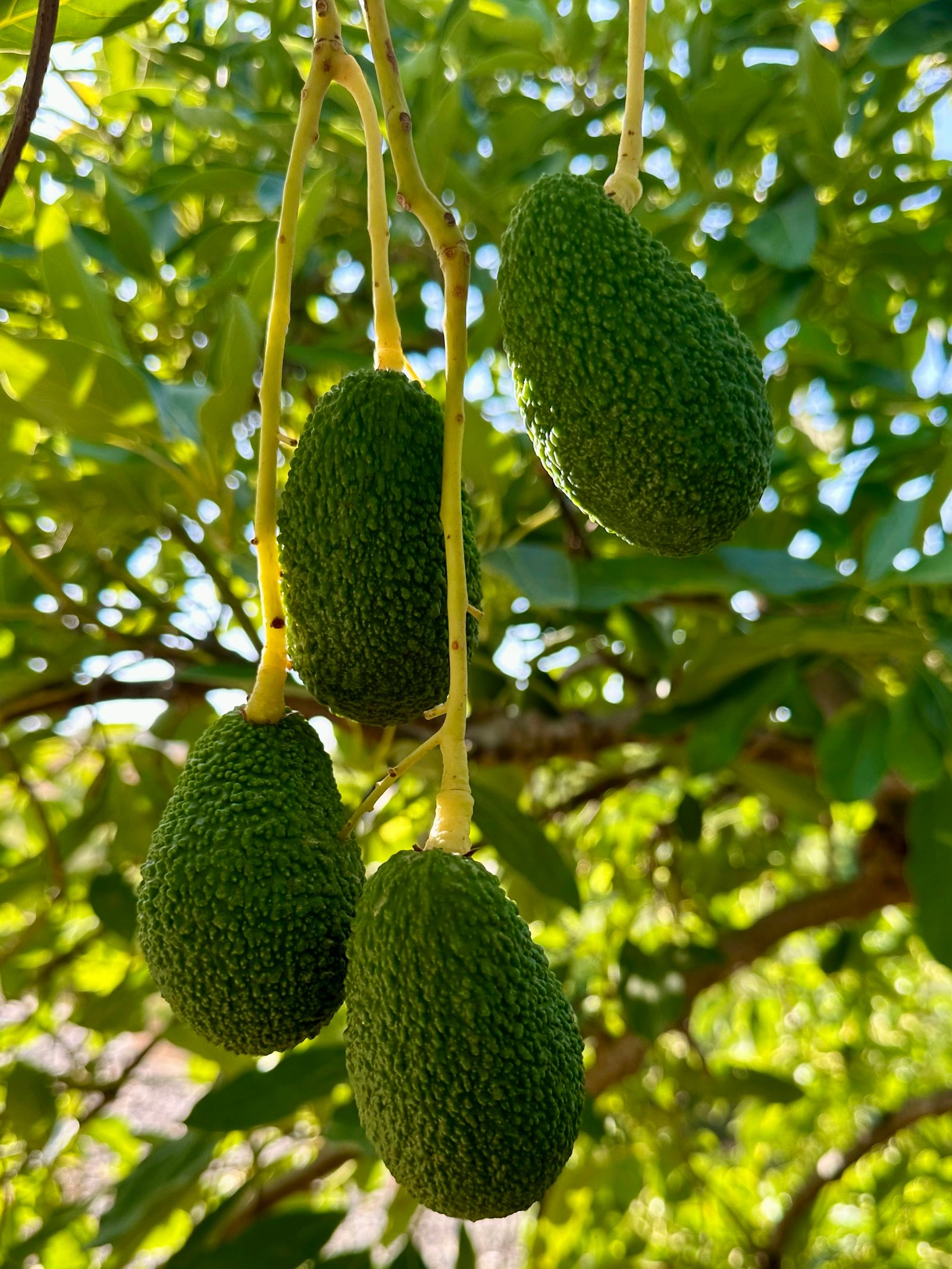 Aguacates Hass creciendo en el árbol bajo la luz del Mediterráneo