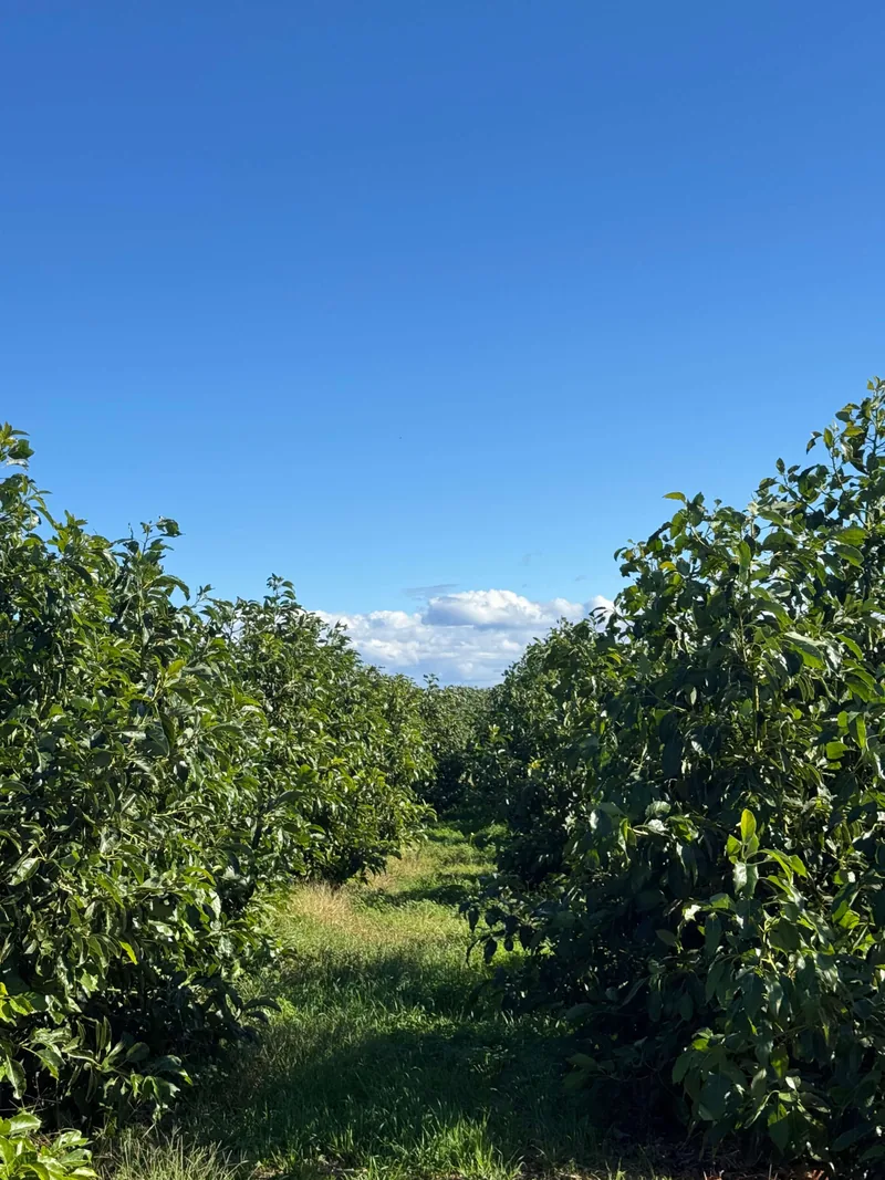 Camino entre los aguacateros de nuestra finca en Valencia