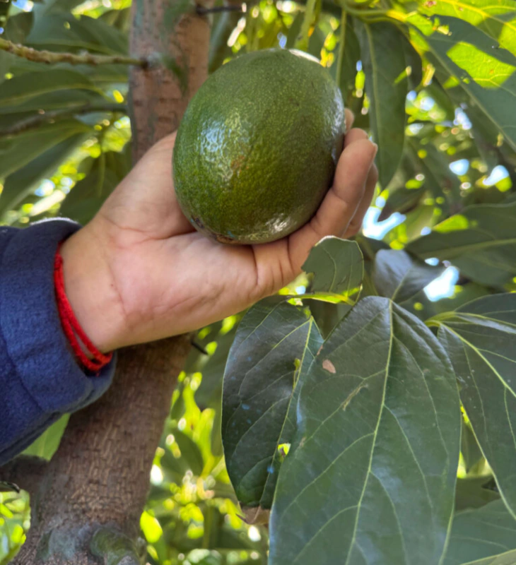 Una mano sujetando un aguacate Bacon junto al árbol.