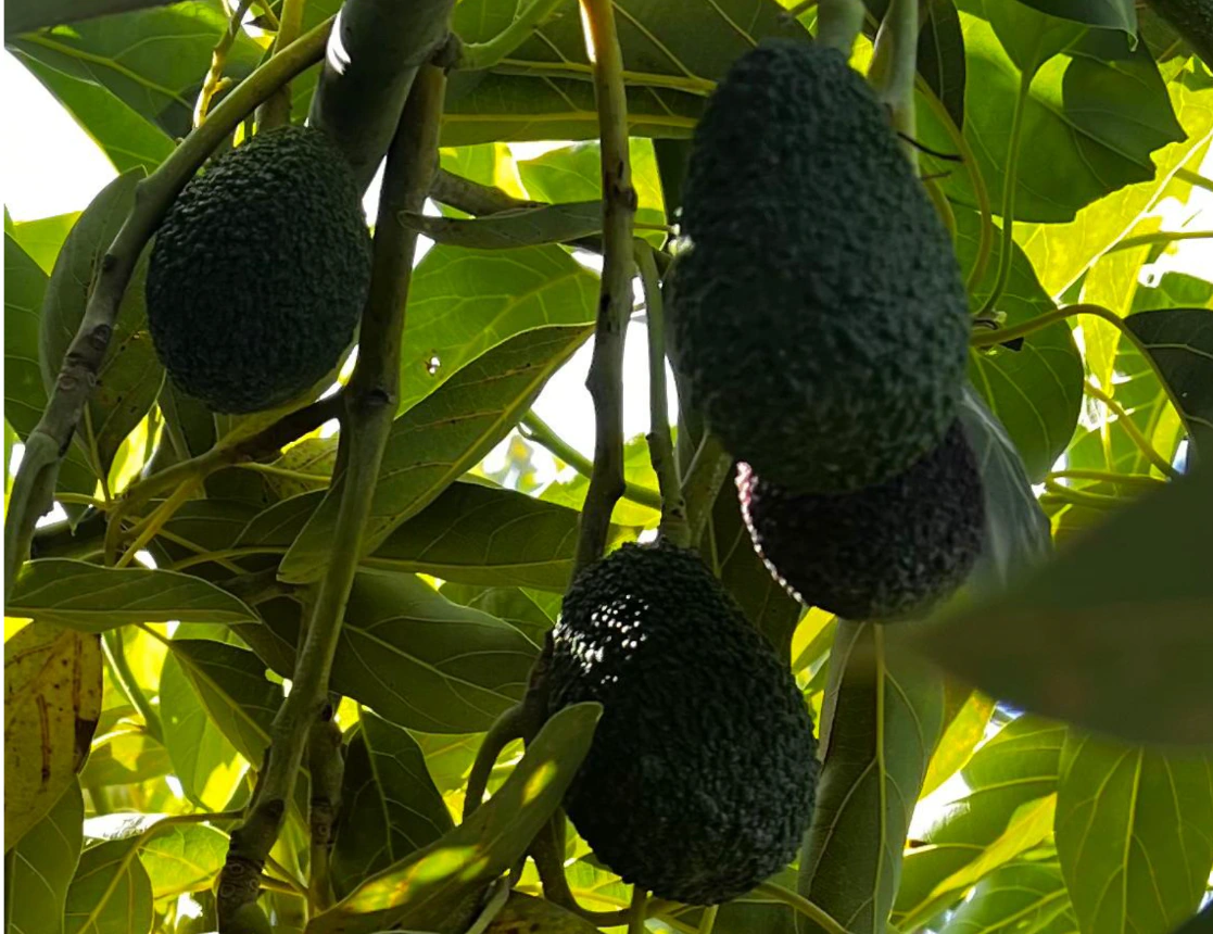 Aguacates Hass colgando del árbol.