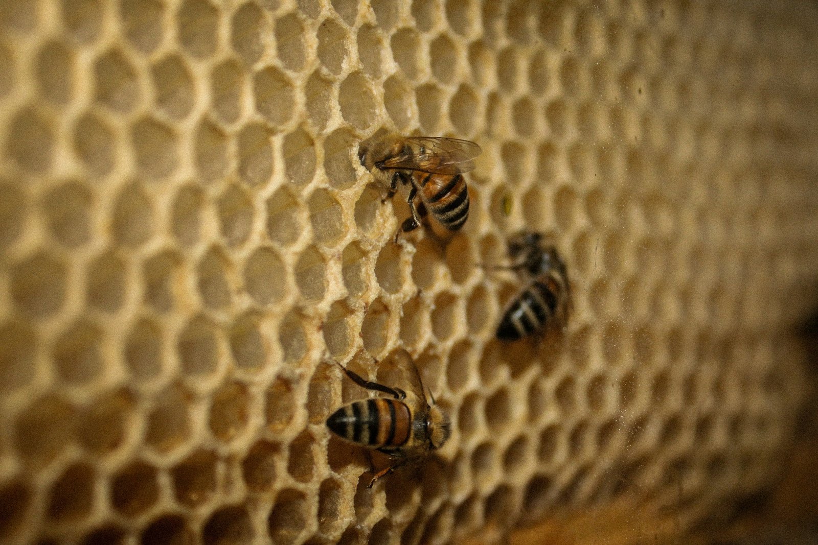 Abejas trabajando sobre las celdillas de un panal real