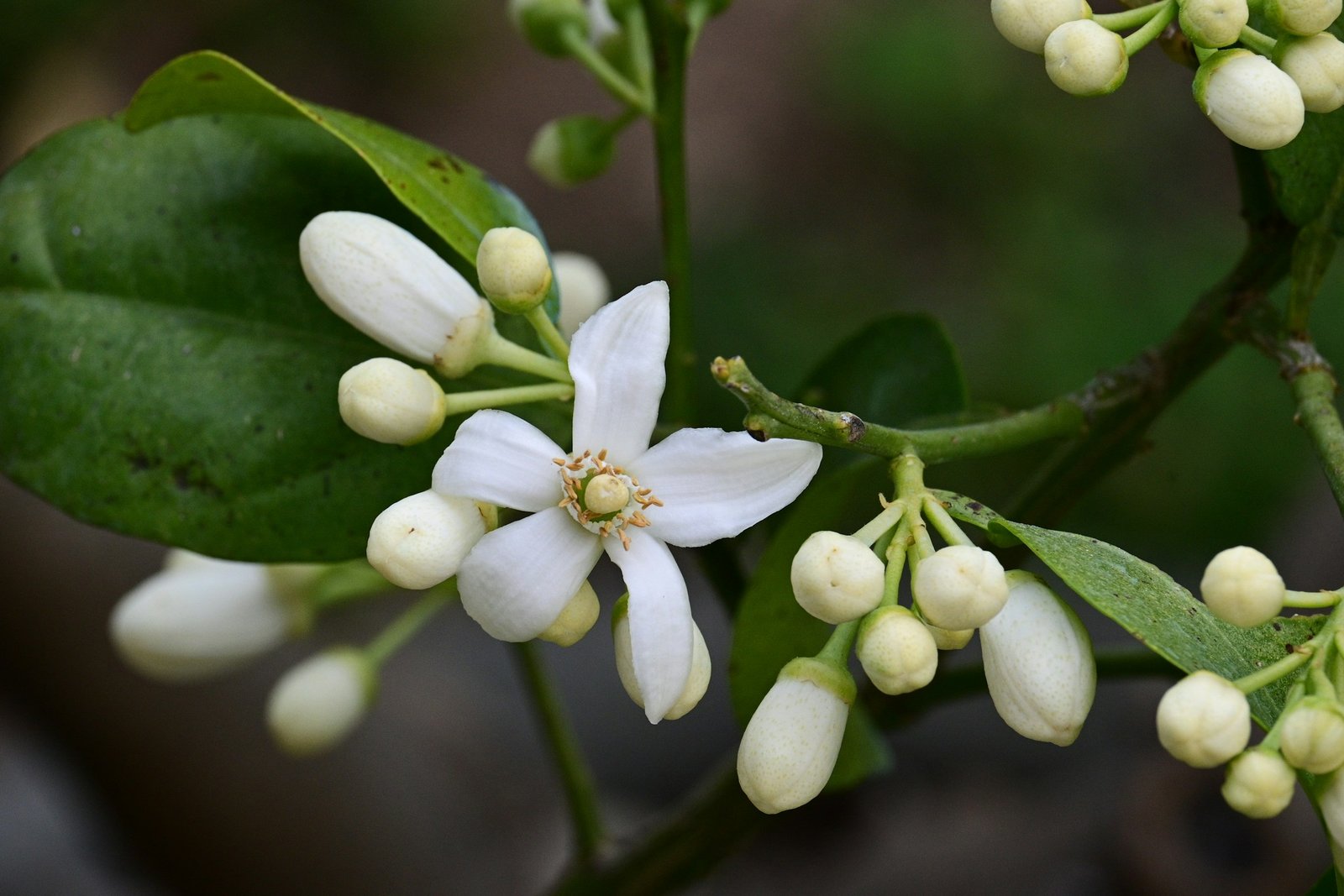 Flor de azahar abierta entre hojas y capullos verdes